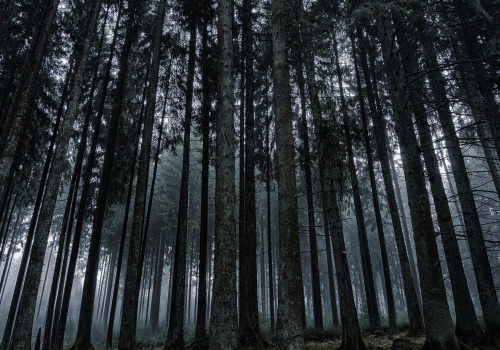 foresta buia con alberi alti