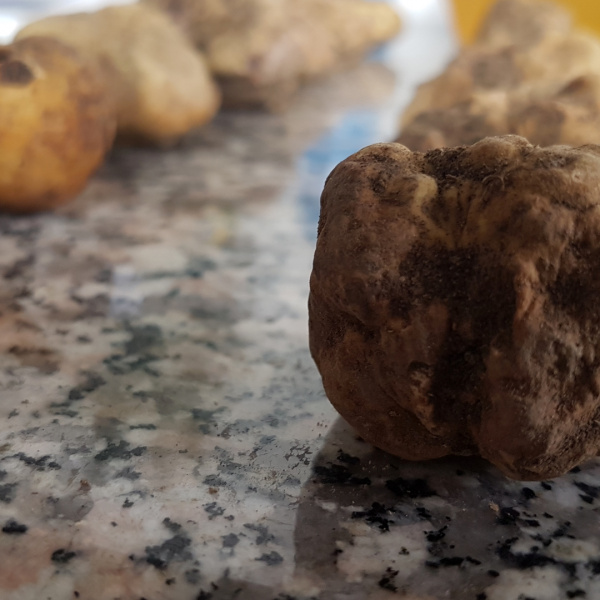 tartufo bianco pregiato fresco