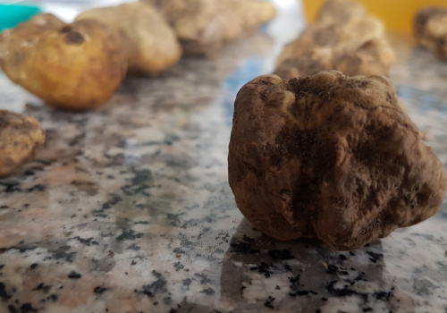 tartufo bianco pregiato fresco