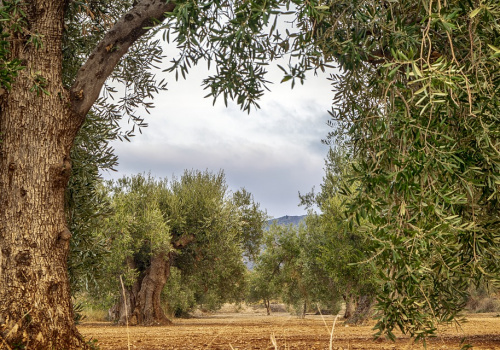 Olio extravergine d'oliva