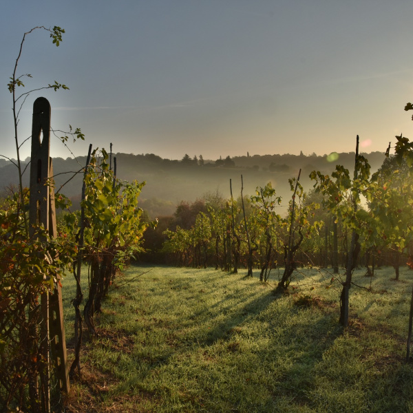 Il tesoro delle colline toscane